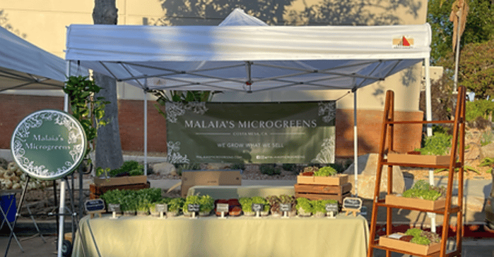 malaias-microgreens-tent-1